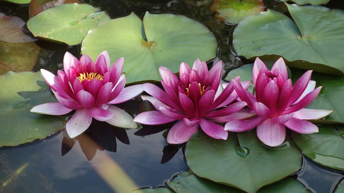 Lotus Flowers in Lily Pads